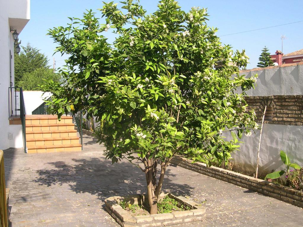 צ'יקלנה דה לה פרונטרה Hotel Cortijo Los Gallos מראה חיצוני תמונה