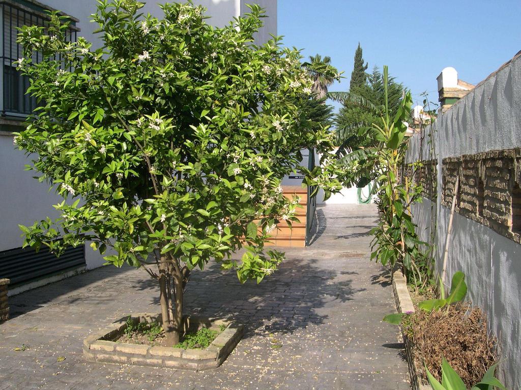 צ'יקלנה דה לה פרונטרה Hotel Cortijo Los Gallos מראה חיצוני תמונה